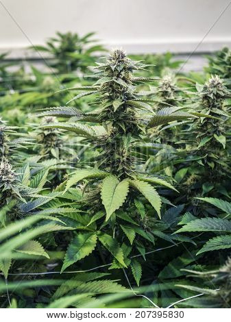 Tall weed plant at homegrown farm for harvest