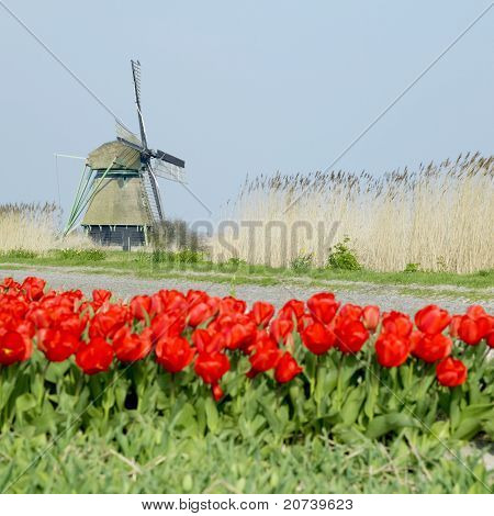windmill มีทิวลิปใกล้คลอง Ooster Egalementsloot เนเธอร์แลนด์