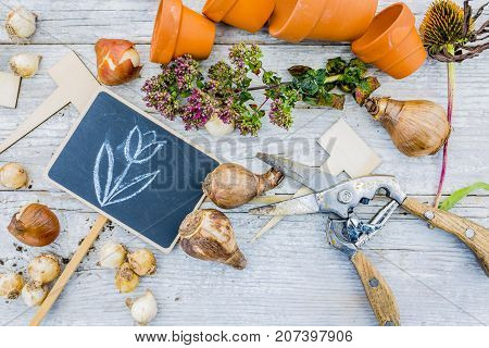 Flower bulbs and garden accessories for planting in the ground.