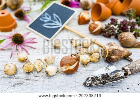 Flower bulbs and garden accessories for planting in the ground.