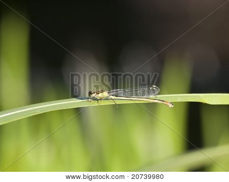 หญิงขาวขา Damselfly