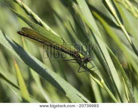 Kvinde stribede Agrion