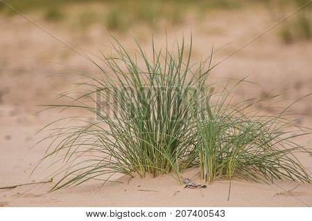 A green seaside grass growing in the sand. Beautiful beach flora in the wind. Sea shore scenery with plants.