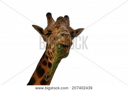 Giraffe on white background/This is  Rothschild`s giraffe isolated on white background.