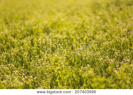 A Yellow Field With A Melilotus, Known As Melilot, Sweet Clover, And Kumoniga, . Honey Plant Of Euro