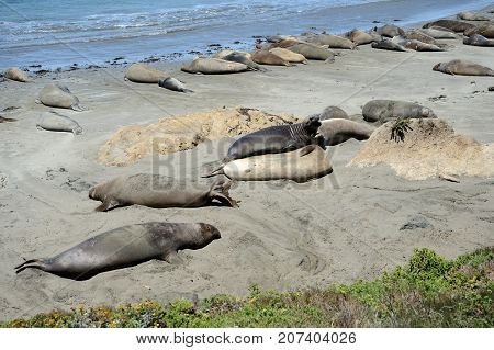 Sea Elephants On The Pacific Coast, California, Usa