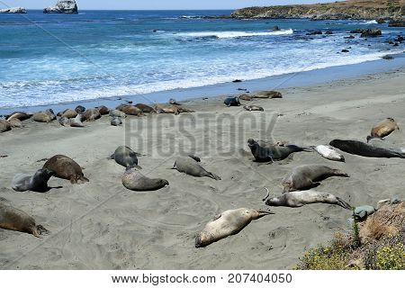 Sea Elephants On The Pacific Coast, California, Usa