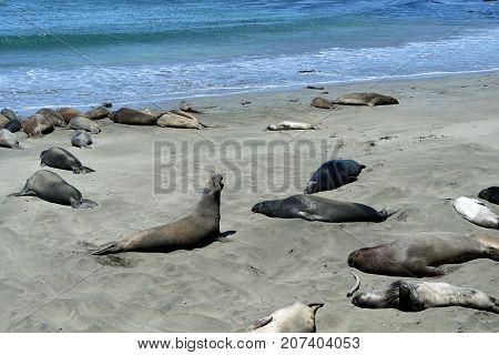 Sea Elephants On The Pacific Coast, California, Usa