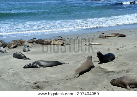 Sea Elephants On The Pacific Coast, California, Usa