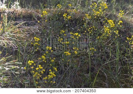 The cinquefoil yellow flowers. grasses of spring