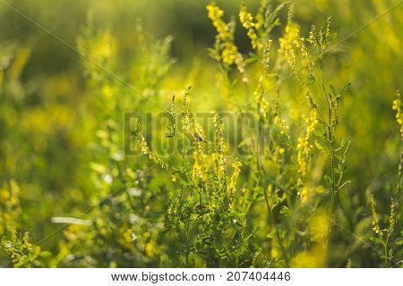 Bees collect pollen and nectar from wild plants Melilotus known as melilot sweet clover and kumoniga sweet-clover disease lat. Melilotus officinalis . Honey plant of Europe.