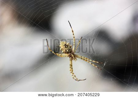 Big yellow spider hanging in its net
