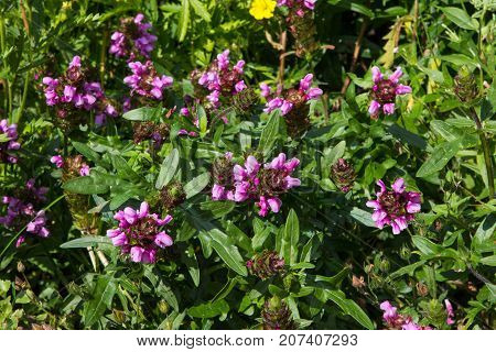 Prunella Or Self-heal Or All-heal Plants.