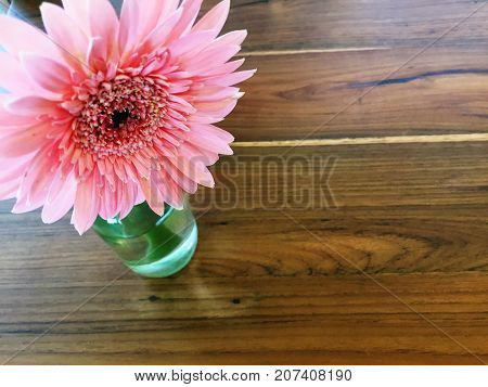 Gerbera, Barberton Daisy Or Gerbera Jamesonii Hybrida