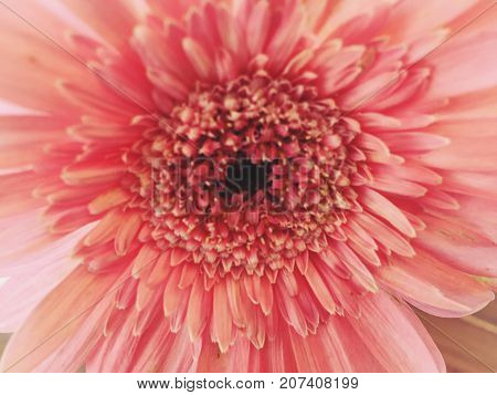 Gerbera, Barberton Daisy Or Gerbera Jamesonii Hybrida