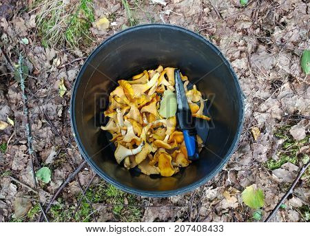 Chanterelle (cantharellus cibarius) in the plactic bucket. Yellow raw forest mushrooms.