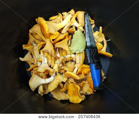 Chanterelle (cantharellus cibarius) in the plactic bucket. Yellow raw forest mushrooms.