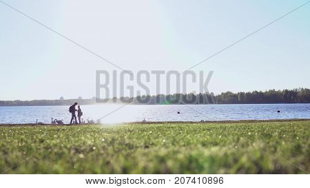 Couple feeds swans near at the lake at sunset. Silhouettes