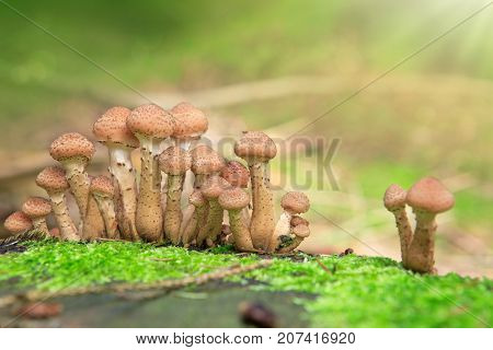 Large group of edible mushrooms from the Armillaria mellea growing on a wood stump in autumn forest.