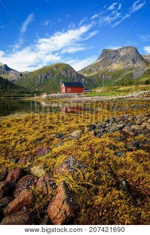 Stones and seaweed on a beach on Lofoten islands in Norway with  traditional red rorbu cottages and mountains in the background.