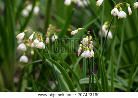 Close up of summer snowflake or Loddon Lily known as Leucojum aestivum
