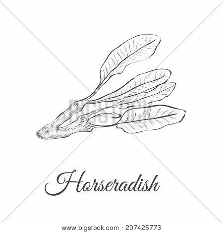 Horseradish sketch vector illustration. Horseradish hand drawing Armoracia