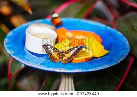 Closeup image of a beautiful Butterfly landing for food. With flowers on background.