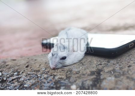 Hamster winter white sleping on smart phone
