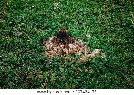 Feces of horses close up. Feces of horse on green summer grass