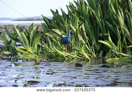 Purple swamphen wading out on marsh Lake