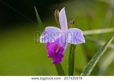 Closeup photo of bamboo orchid flower in white pink (Arundina graminifolia) in the garden in Kinabalu, Malaysia