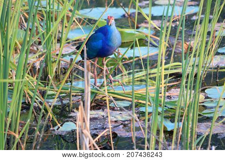 Purple swamphen wading out on marsh Lake