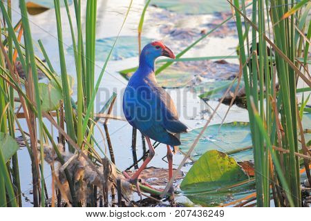 Purple swamphen wading out on marsh Lake