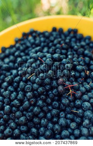Handpicked aronia berry pile also known as chokeberry a genus of deciduous shrubs