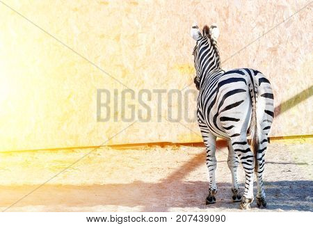 Striped zebra standing backwards. Tail. Black and white stripes. Wild nature. Bright sun light.