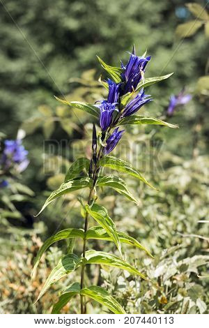 Medicinal herbs: Blue flowers of willow gentian with bell-shaped corolla (Gentiana asclepiadea)