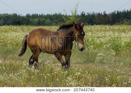 a brown horse walks along a tall green grass