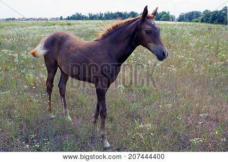 beautiful horse in the grass on a green meadow