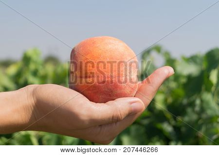 Ripe juicy peach in the woman's hand on the background of green garden and blue sky