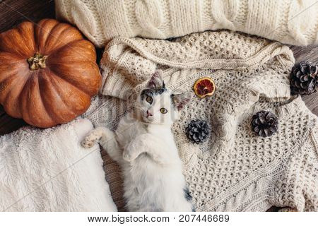 Cute kitten relaxing on warm sweater by autumn rustic home decor. Lazy cat resting on soft pullover. November weekend concept scene, top view.