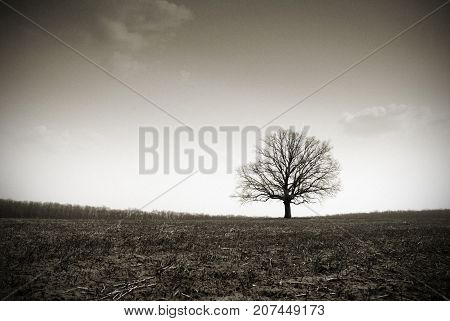lonely bare oak in a field in the fall in a fog