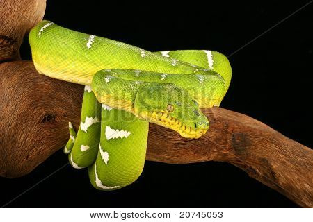 บัวต้นมรกต (Corallus Caninus)
