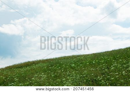 Meadow with flowers under the blue sky with white clouds.