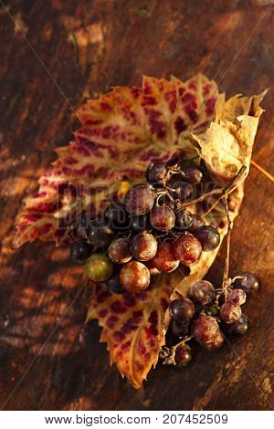 bunch of wild grapes in goldish autunm fall colors on old wooden backdrop