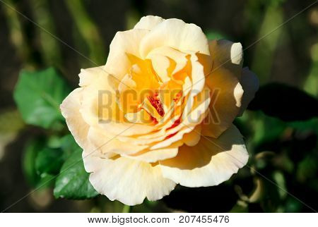 Hybrid Tea Rose Tahitian Sunset flower plant