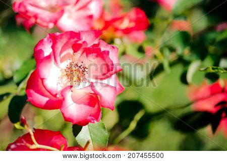 Betty Boop Rose Yellow blend Floribunda plant