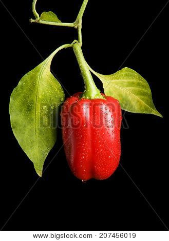 Wet red pepper isolated on black background