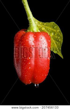 Wet red pepper isolated on black background
