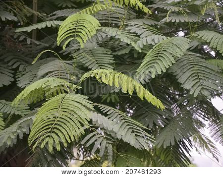 Green fern leaves in full frame image shot from the side on cloudy day