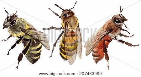 Exotic bee wild insect in a watercolor style isolated. Full name of the insect: bee, honeybee. Aquarelle wild insect for background, texture, wrapper pattern or tattoo.